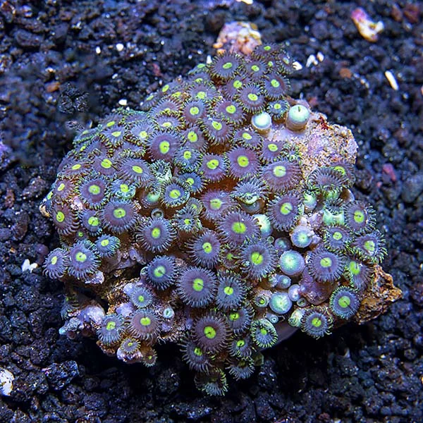 Colony Polyp, Blue & Green - Image 2