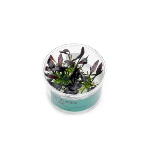 Echinodorus Aflame Tissue Culture