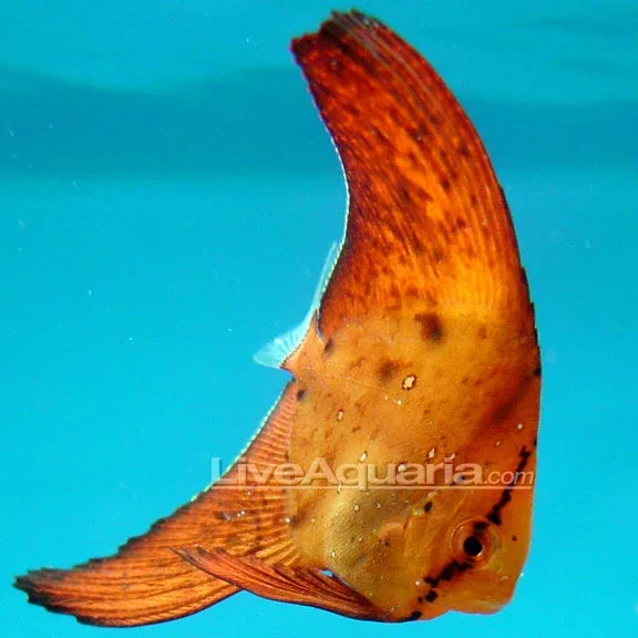 Orbiculate Batfish