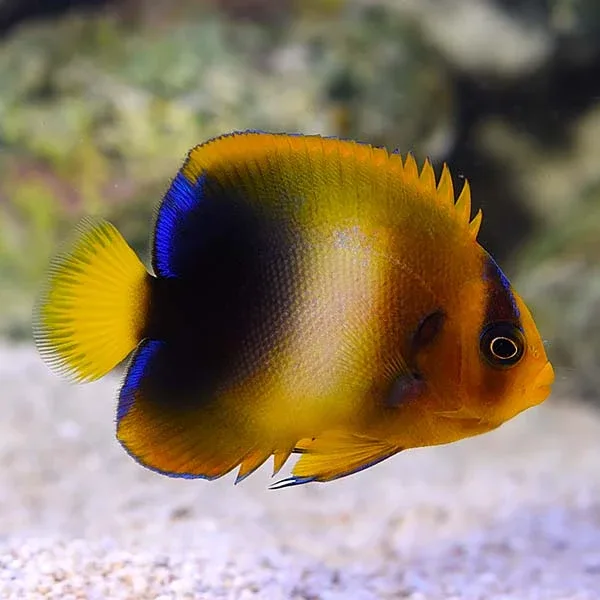 West African Angelfish - Image 2