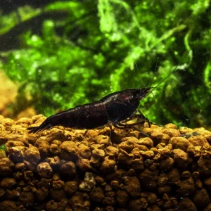 Chocolate Shrimp (Black Rose)
