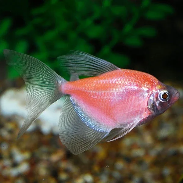 GloFish®, Moonrise Pink® Longfin Tetra