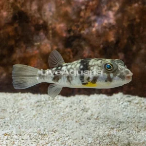 Milk Spotted Puffer