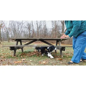 Clean Run Introduction to Canine Parkour