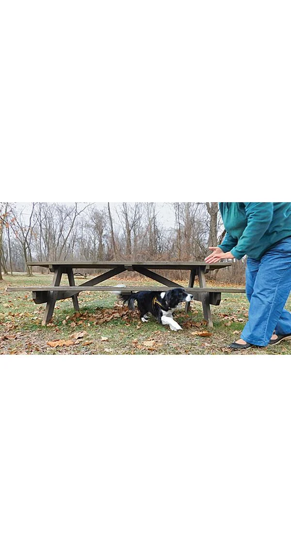 Clean Run Introduction to Canine Parkour