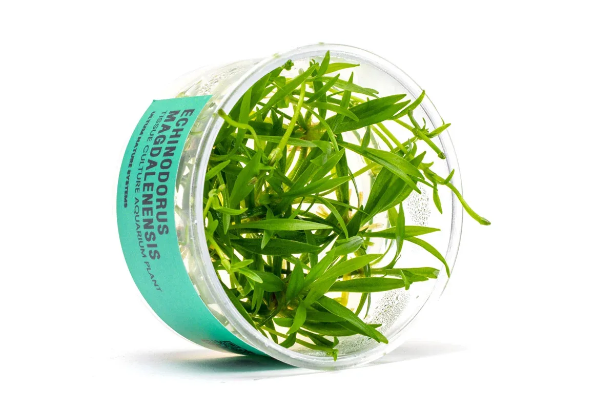 Echinodorus Magdalenensis Tissue Culture - Image 2