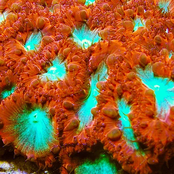 Big Polyp Blastomussa Coral - Image 2