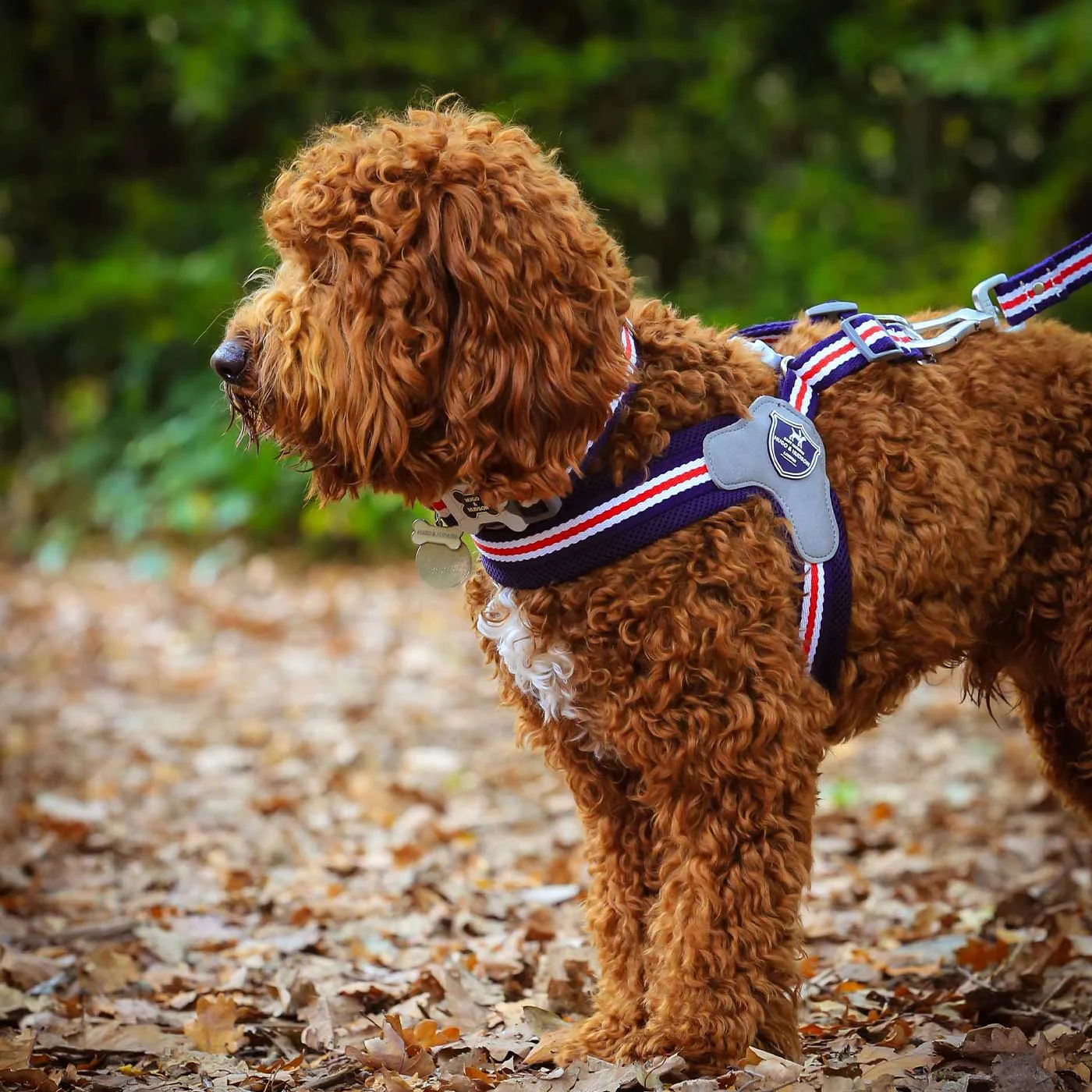 Hugo & Hudson Easy Dog Harness