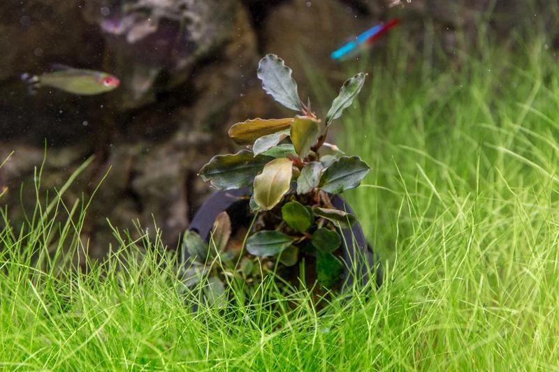 Bucephalandra Theia Pot - Image 2