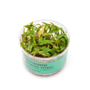 Cryptocoryne Beckettii 'Petchii' UNS Tissue Culture