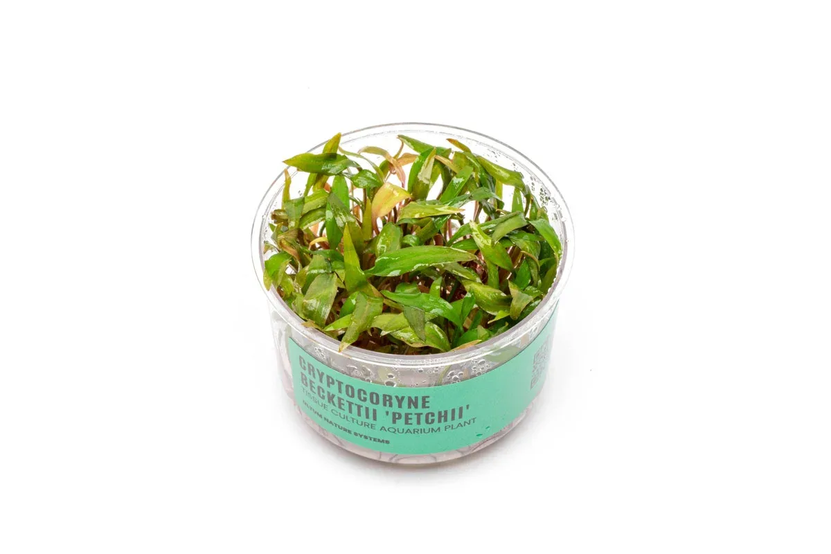 Cryptocoryne Beckettii 'Petchii' UNS Tissue Culture