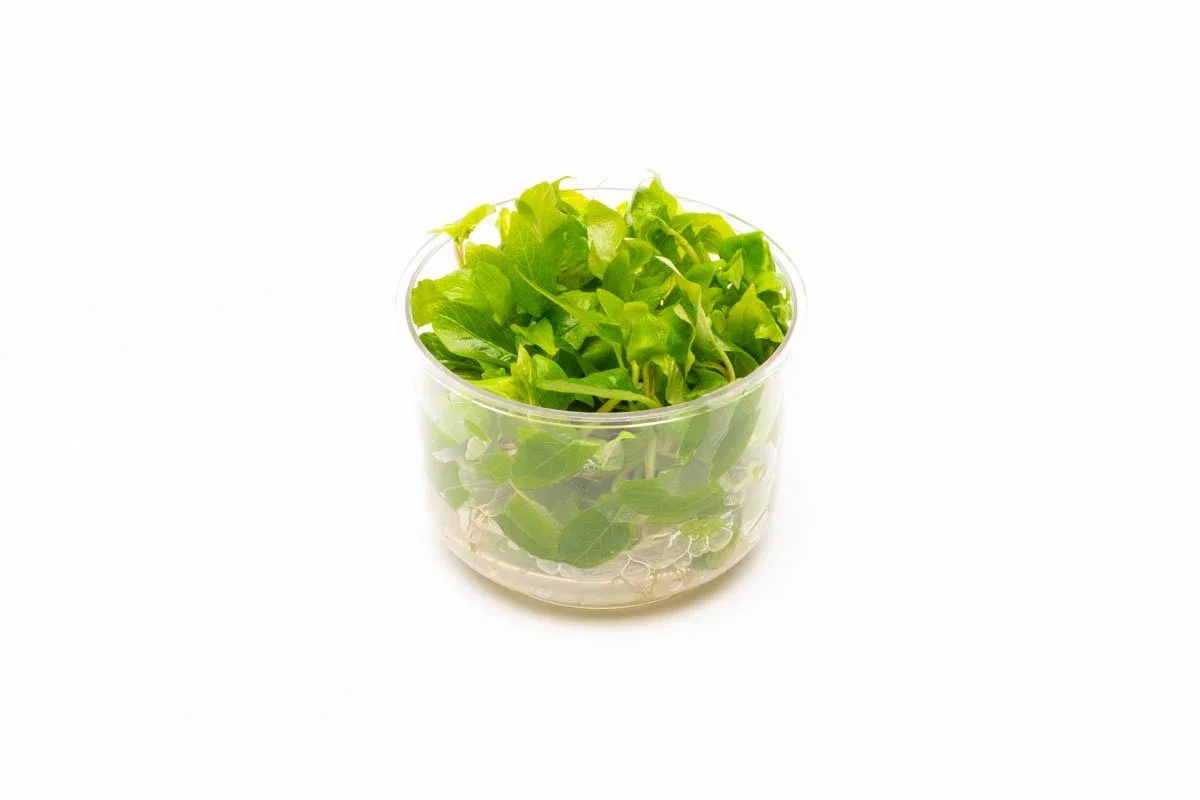 Dwarf Nomaphila Siamensis (Hygrophila Corymbosa Compact) Tissue Culture - Image 2