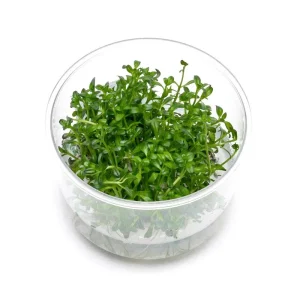 Rotala Sunset Tissue Culture