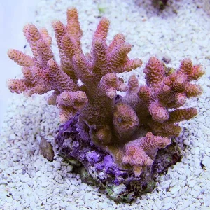 Pink Millepora Acropora Coral