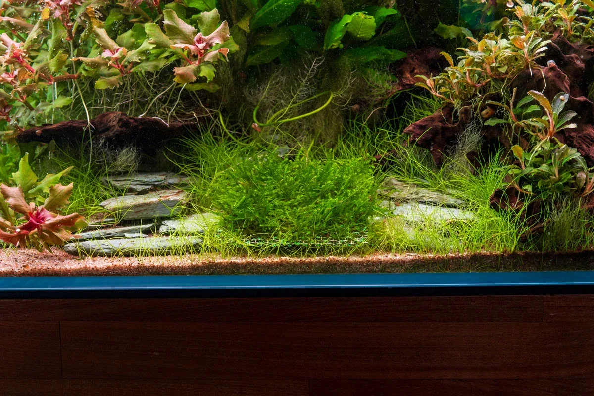 Weeping Moss on Stainless Steel - Image 2