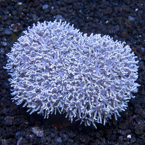 Waving Hand, Thick Stem - Image 2