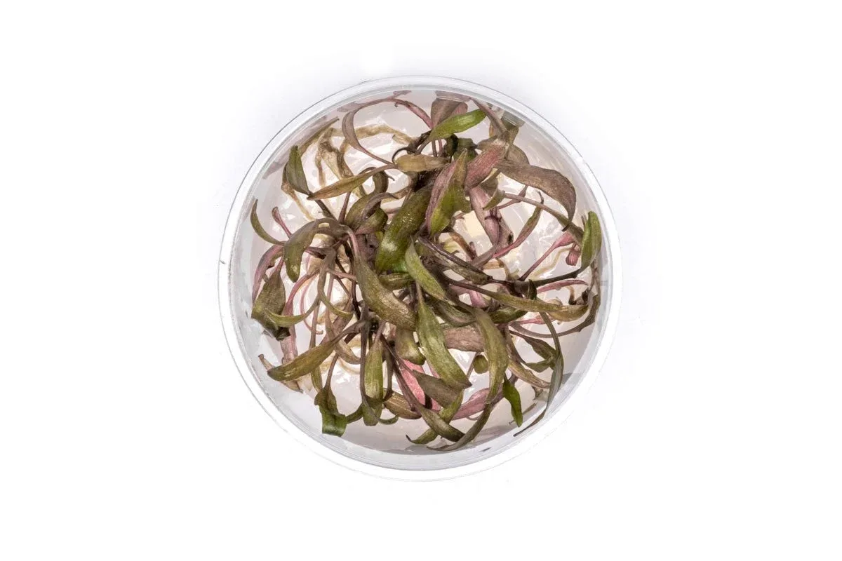 Cryptocoryne Affinis UNS Tissue Culture - Image 2