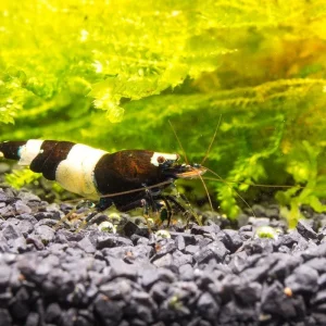Black King Kong Shrimp
