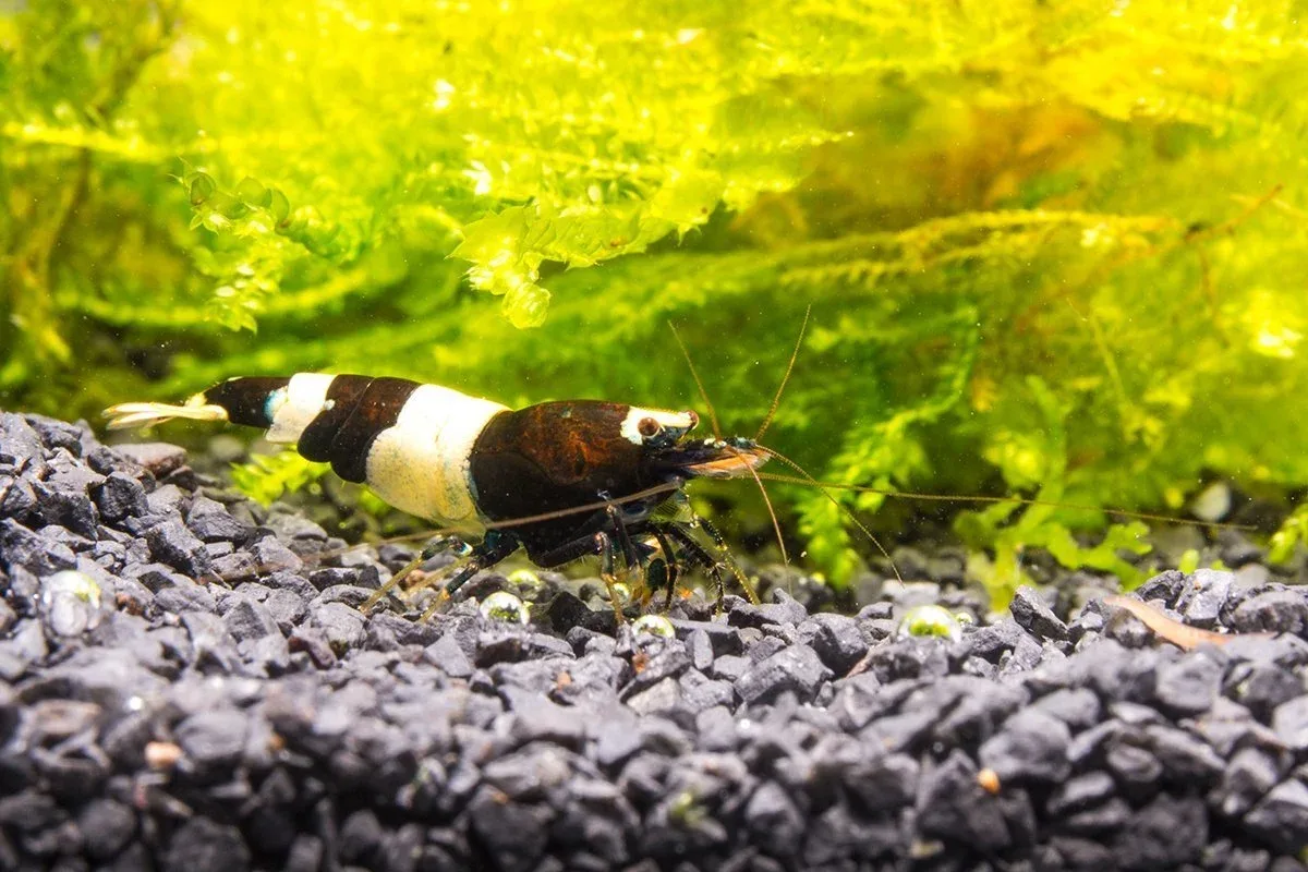 Black King Kong Shrimp