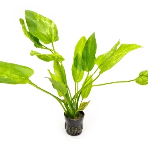Echinodorus Marble Queen