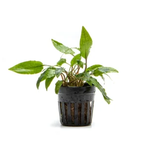 Cryptocoryne Wendtii Gecko