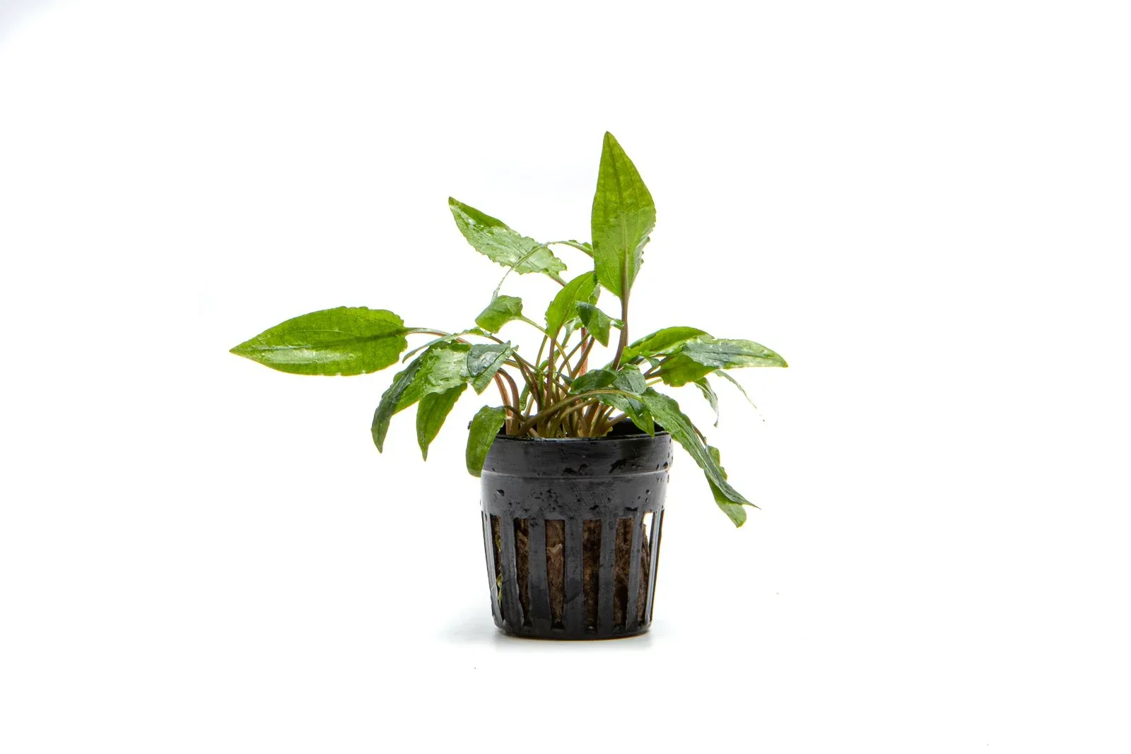 Cryptocoryne Wendtii Gecko