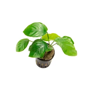 Anubias Barteri Butterfly