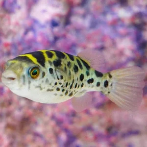 Green Spotted Puffer