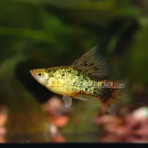 Assorted Hi Fin Platy