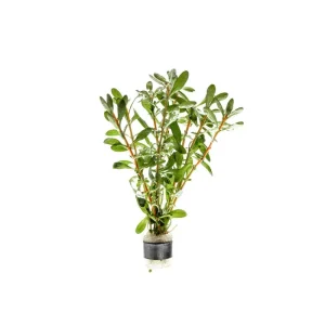 Ludwigia Inclinata