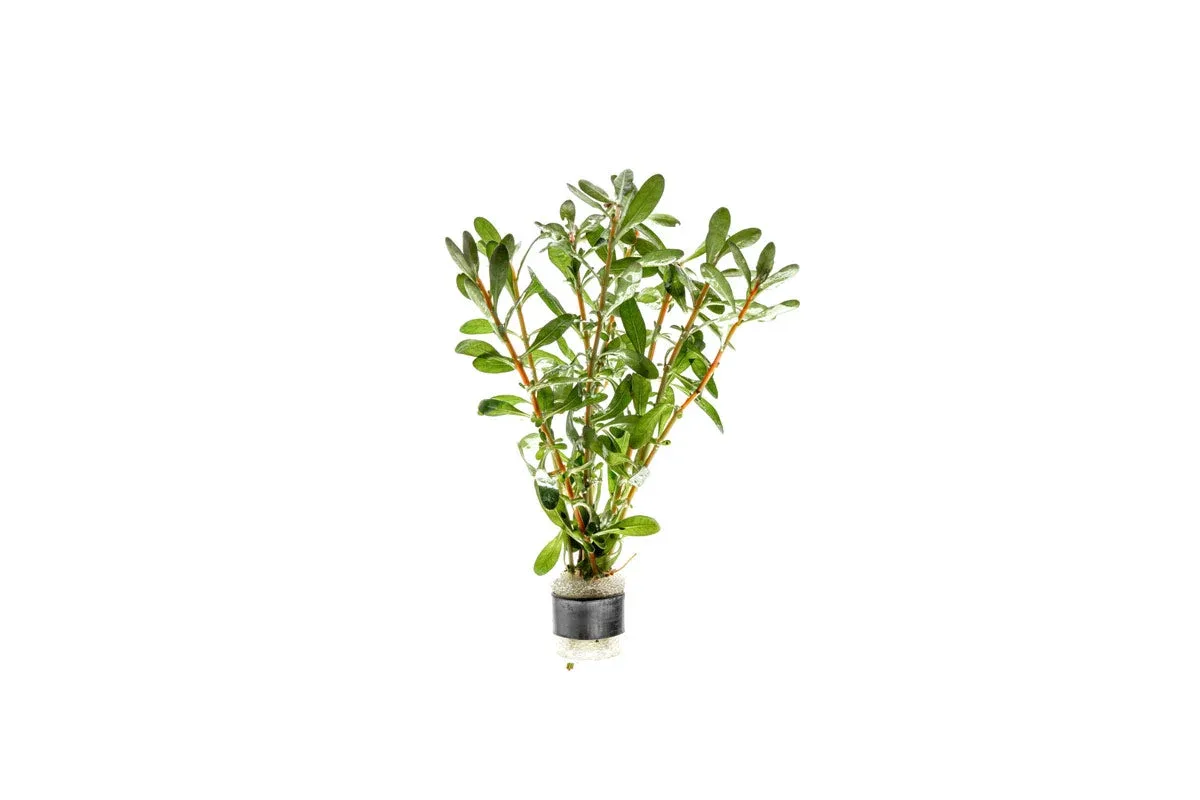 Ludwigia Inclinata