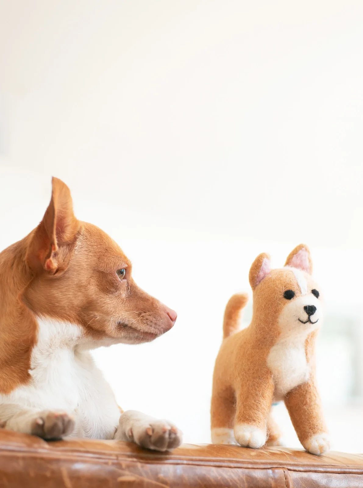 SPAY/NEUTER CHIHUAHUA from Fix'n Fidos - Image 2