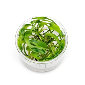 Lagenandra Meeboldii Green UNS Tissue Culture