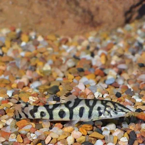 Lohachata Botia Loach