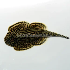 Reticulated Hillstream Loach