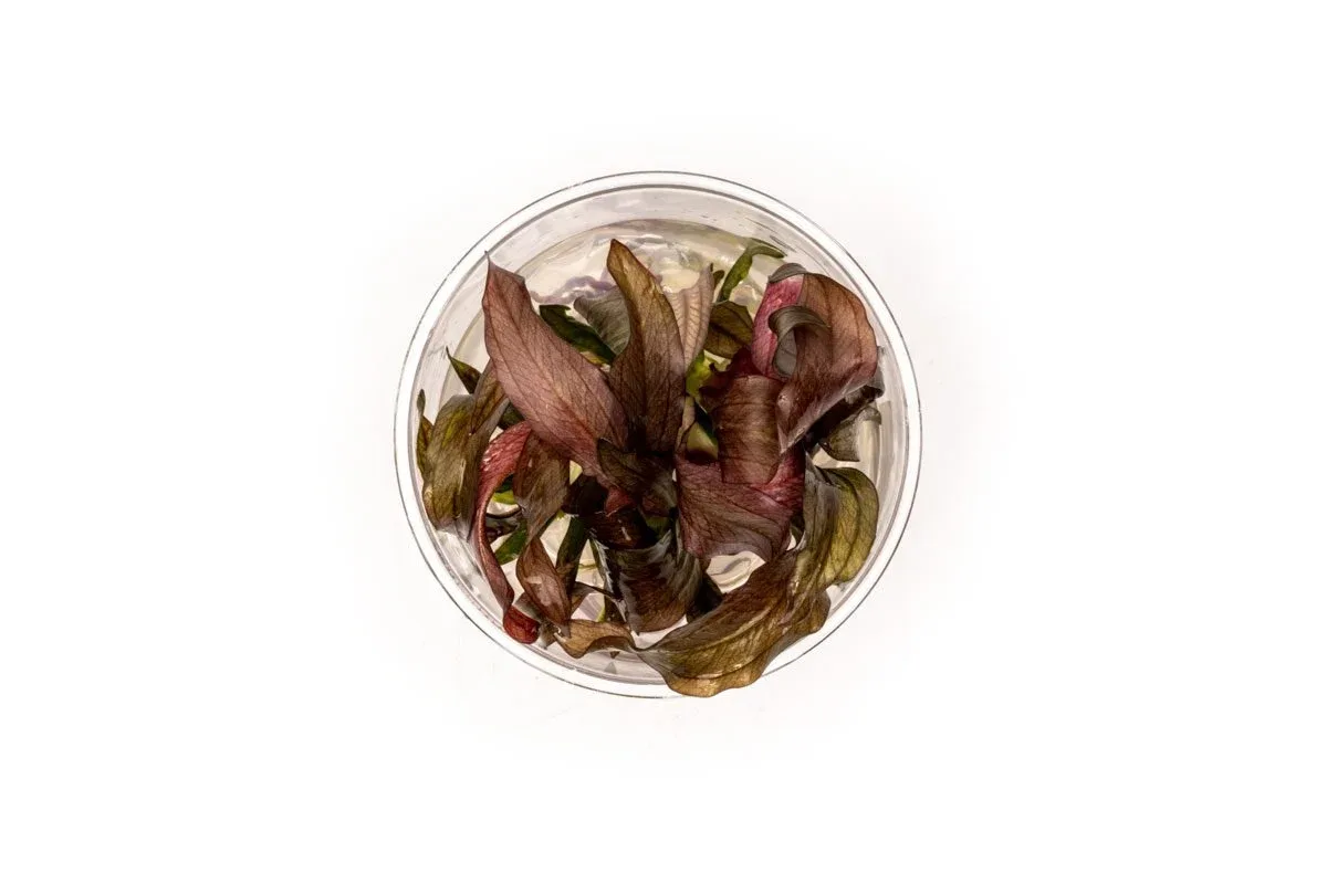 Echinodorus Red Diamond UNS Tissue Culture - Image 2