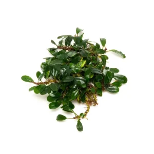 Bucephalandra Hades