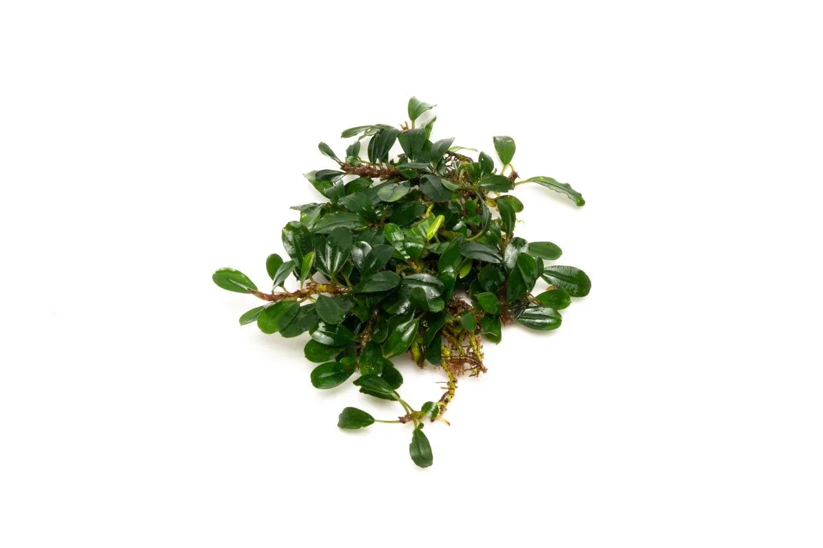 Bucephalandra Hades