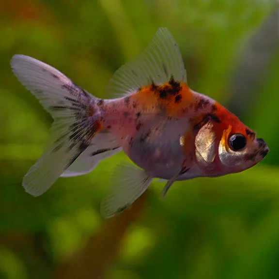 Fantail Goldfish, Calico