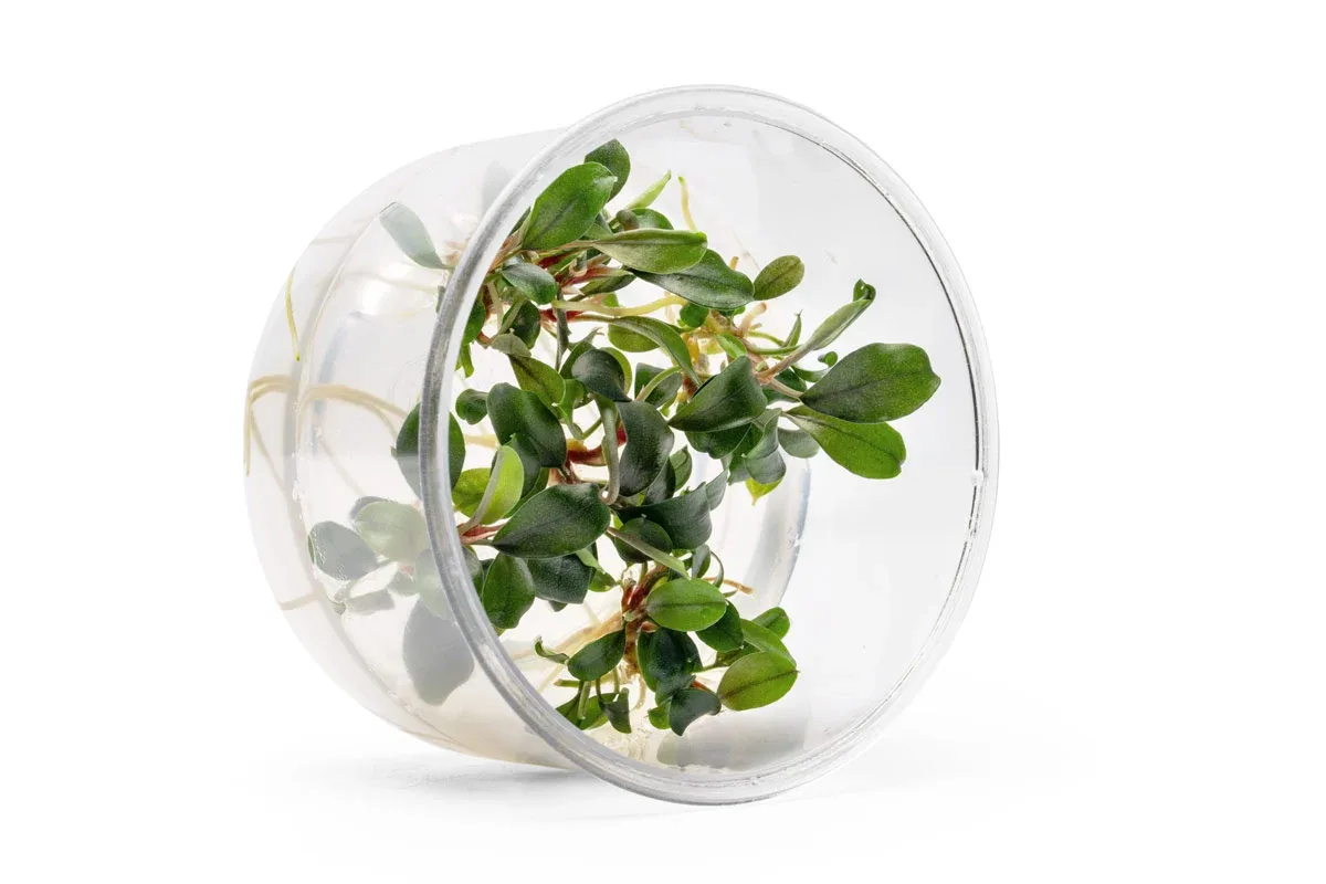 Bucephalandra Sekadau Bukit Betung UNS Tissue Culture - Image 2