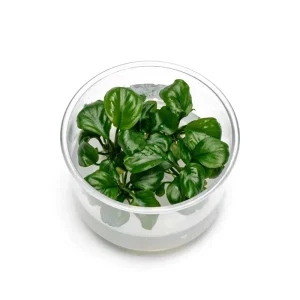 Anubias Golden Coin UNS Tissue Culture