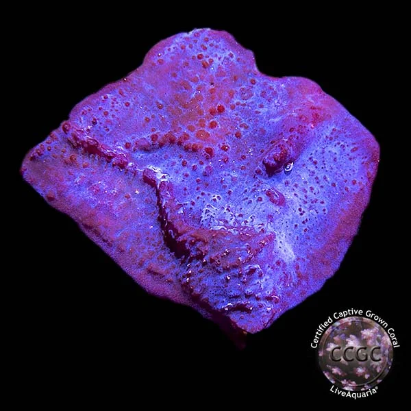 LiveAquaria® Red, White, and Blue Coral Pack - Image 2