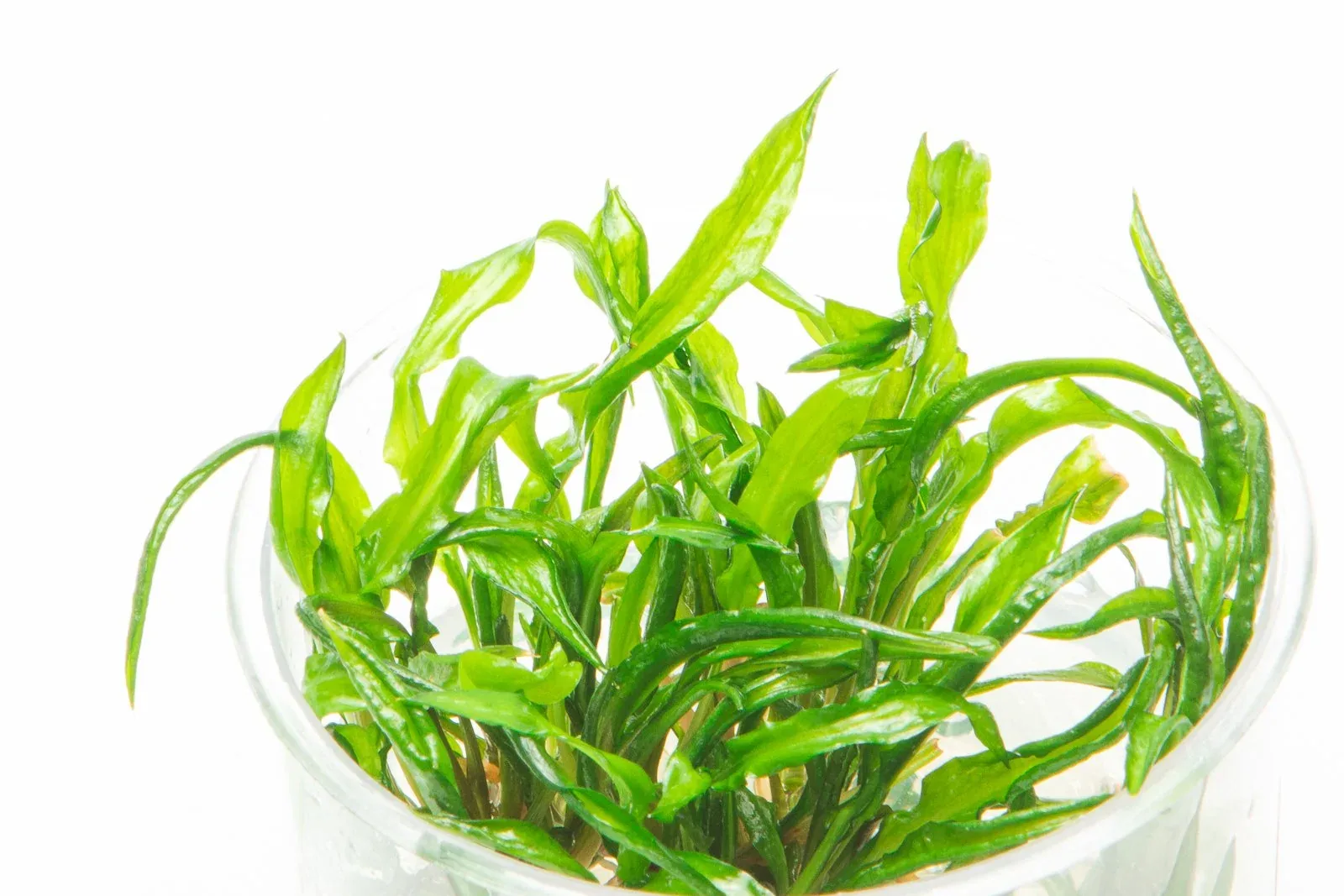 Cryptocoryne Balansae UNS Tissue Culture - Image 2