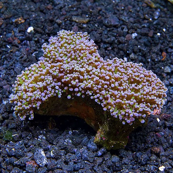Frogspawn Coral - Image 2