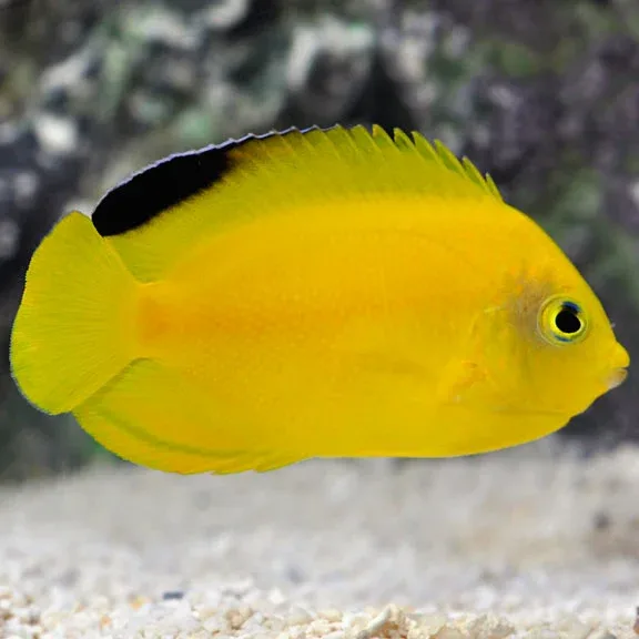 Woodhead's Angelfish