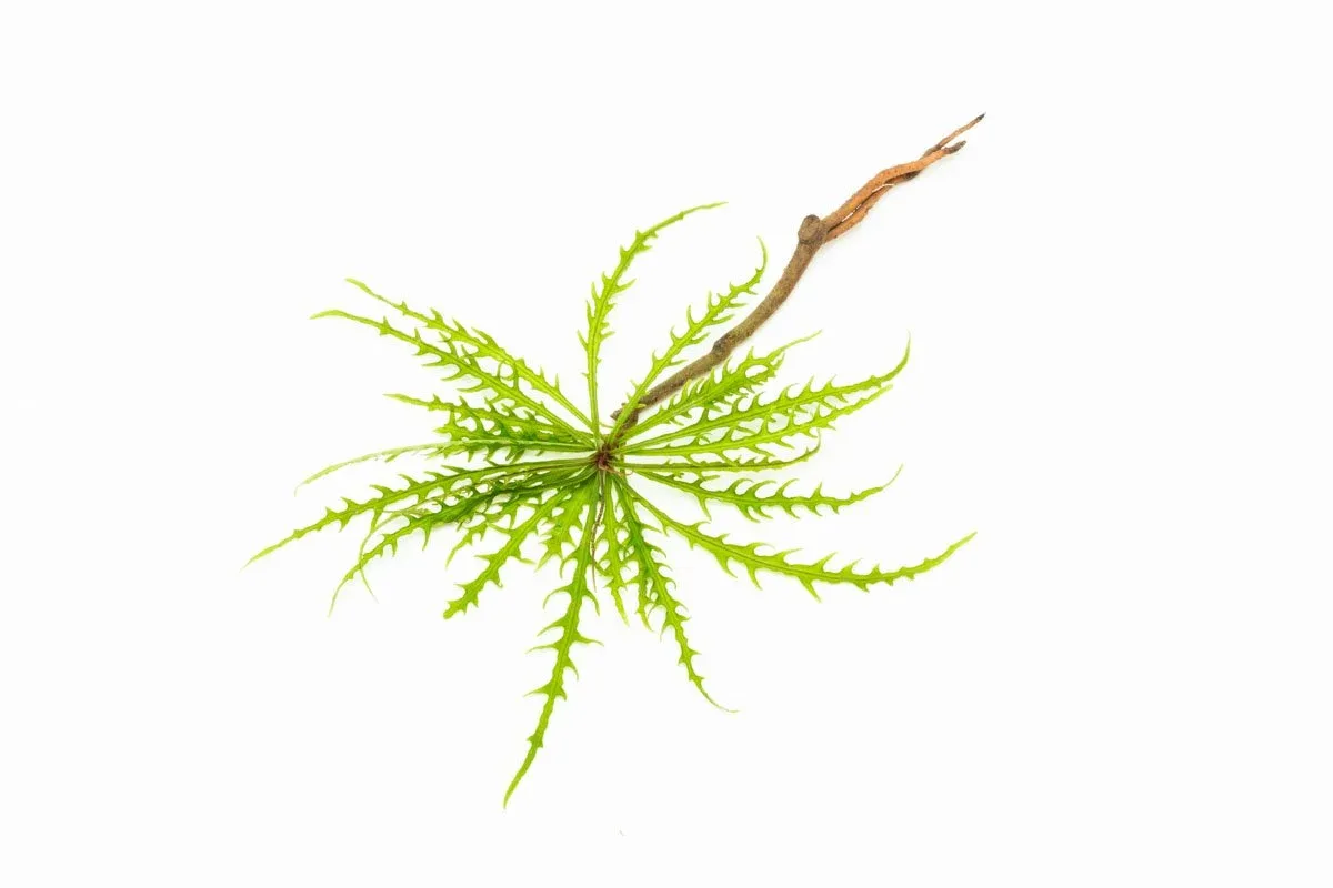 Labisia Sp Pinnatifidum Green - Image 2