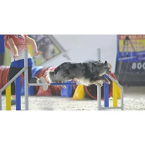 Clean Run Building Verbals for Agility