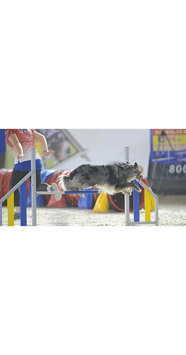 Clean Run Building Verbals for Agility