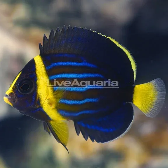 Blueline Angelfish, Captive-Bred