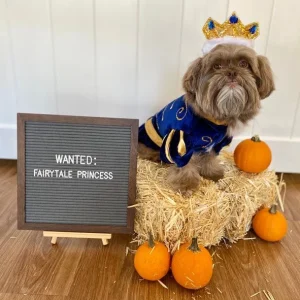 Prince Charming Costume